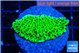 Montipora lucky charmz 3-4 cm WYSIWYG acclimaté
