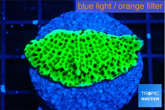 Montipora lucky charmz 3-4 cm WYSIWYG acclimaté