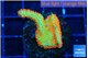 Montipora red fire forest 2-3 cm WYSIWYG acclimaté