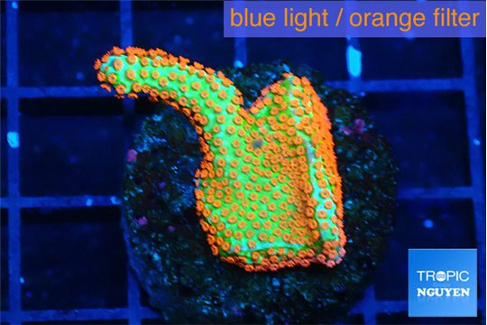 Montipora red fire forest 2-3 cm WYSIWYG acclimaté