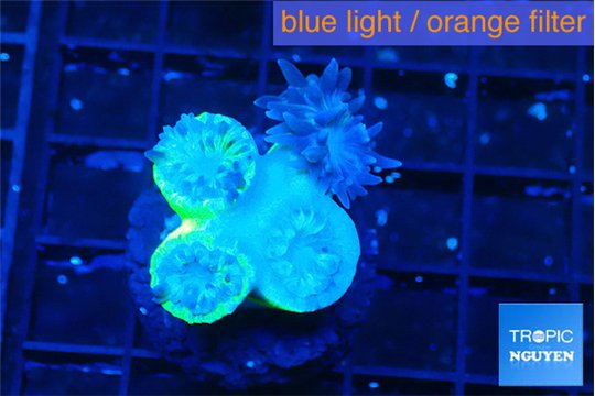 Duncanopsammia green 4 polyps WYSIWYG acclimaté