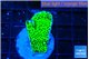 Montipora lucky charmz 2-3 cm WYSIWYG acclimaté