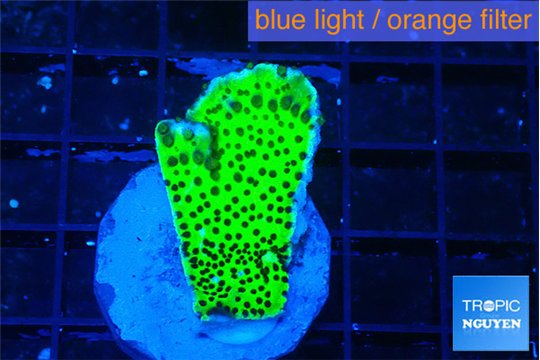 Montipora lucky charmz 2-3 cm WYSIWYG acclimaté
