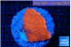 Montipora red cap 2-3 cm WYSIWYG acclimaté