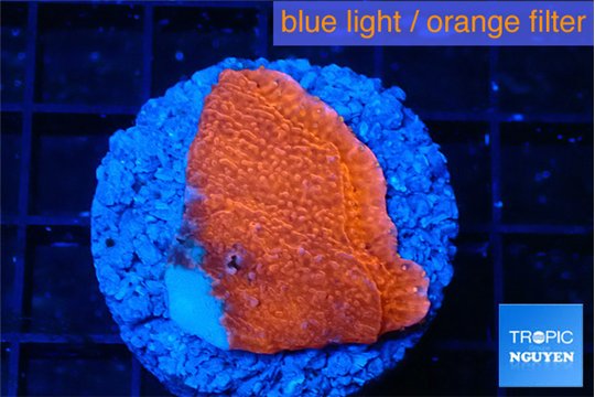 Montipora red cap 2-3 cm WYSIWYG acclimaté