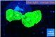 Caulastrea neon green 2-4 polyps WYSIWYG acclimaté