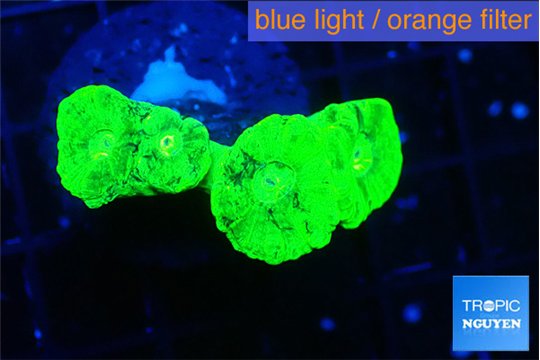 Caulastrea neon green 2-4 polyps WYSIWYG acclimaté