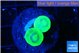 Caulastrea neon green 2 polyps WYSIWYG acclimaté