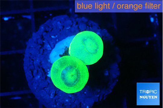Caulastrea neon green 2 polyps WYSIWYG acclimaté