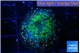 Ricordea yuma green purple 1 polyp WYSIWYG acclimaté