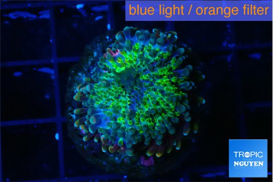 Ricordea yuma green purple 1 polyp WYSIWYG acclimaté