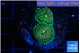 Ricordea floridae green 2 polyps WYSIWYG acclimaté