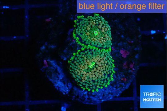 Ricordea floridae green 2 polyps WYSIWYG acclimaté