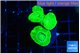 Caulastrea neon green 3 polyps WYSIWYG acclimaté