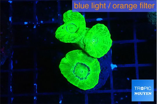 Caulastrea neon green 3 polyps WYSIWYG acclimaté