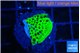Montipora lucky charmz 2-3 cm WYSIWYG acclimaté