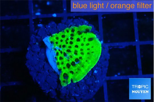 Montipora lucky charmz 2-3 cm WYSIWYG acclimaté