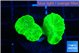 Caulastrea neon green 2 polyps WYSIWYG acclimaté