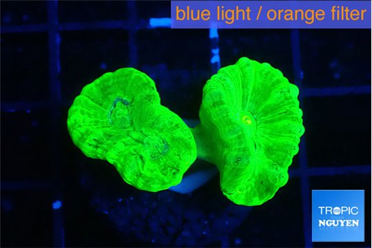 Caulastrea neon green 2 polyps WYSIWYG acclimaté