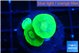 Caulastrea neon green 3 polyps WYSIWYG acclimaté