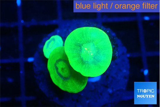 Caulastrea neon green 3 polyps WYSIWYG acclimaté