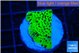 Montipora lucky charmz 3-4 cm WYSIWYG acclimaté