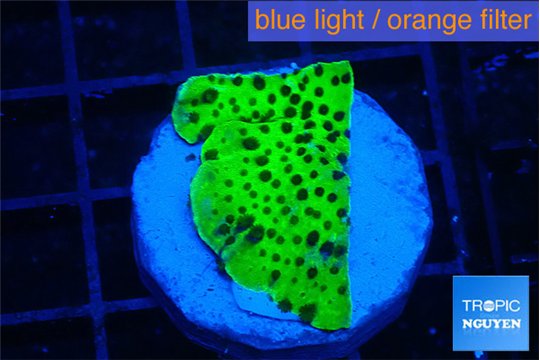 Montipora lucky charmz 3-4 cm WYSIWYG acclimaté