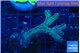 Seriatopora caliendrum green 2-3 cm WYSIWYG acclimaté