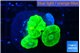 Caulastrea neon green 3 polyps WYSIWYG acclimaté