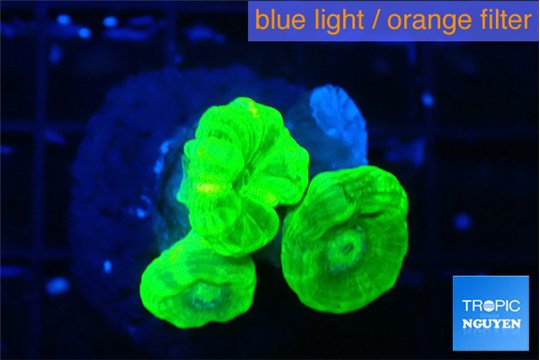 Caulastrea neon green 3 polyps WYSIWYG acclimaté