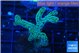 Seriatopora caliendrum green 3-4 cm WYSIWYG acclimaté