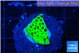 Montipora lucky charmz 1 -2 cm WYSIWYG acclimaté