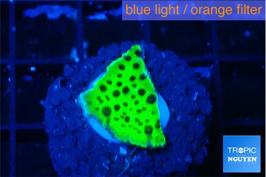 Montipora lucky charmz 1 -2 cm WYSIWYG acclimaté
