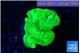 Caulastrea neon green 5-6 polyps WYSIWYG acclimaté