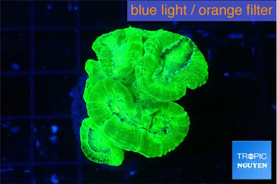 Caulastrea neon green 5-6 polyps WYSIWYG acclimaté