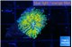 Ricordea yuma Dakota fusion 1 polyp WYSIWYG acclimaté