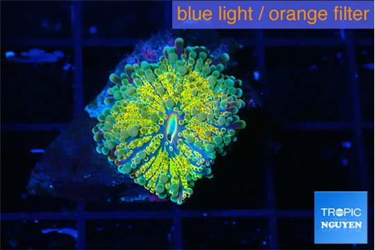 Ricordea yuma Dakota fusion 1 polyp WYSIWYG acclimaté