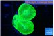 Caulastrea neon green 3 polyps WYSIWYG acclimaté