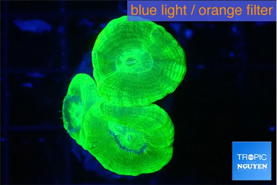Caulastrea neon green 3 polyps WYSIWYG acclimaté