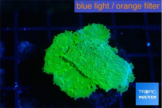Montipora green cap 2-3 cm WYSIWYG acclimaté