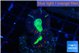 Caulastrea green tiger 2 polyps WYSIWYG acclimaté