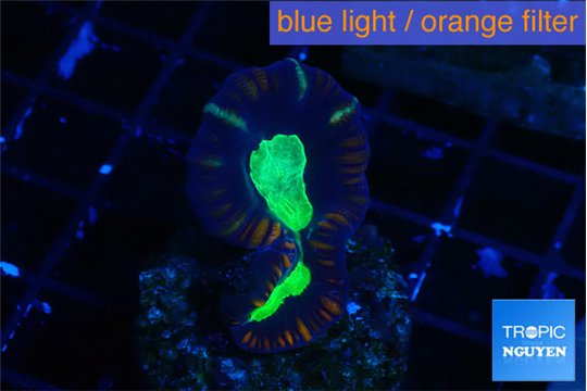Caulastrea green tiger 2 polyps WYSIWYG acclimaté