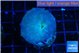 Discosoma deep blue avatar 1 polyp WYSIWYG acclimaté