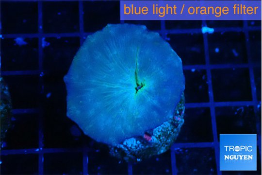 Discosoma deep blue avatar 1 polyp WYSIWYG acclimaté