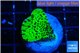 Montipora lucky charmz 2-3 cm WYSIWYG acclimaté