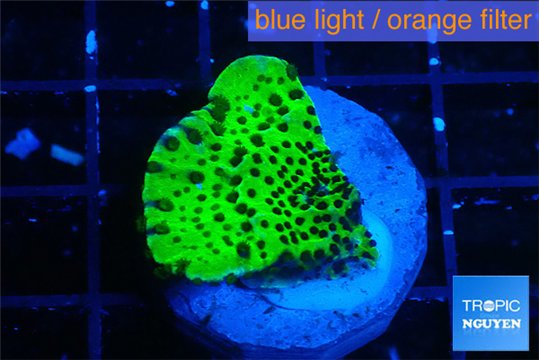 Montipora lucky charmz 2-3 cm WYSIWYG acclimaté