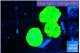 Caulastrea neon green 3 polyps WYSIWYG acclimaté