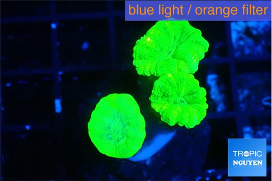 Caulastrea neon green 3 polyps WYSIWYG acclimaté