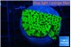 Montipora lucky charmz 3-4 cm WYSIWYG acclimaté