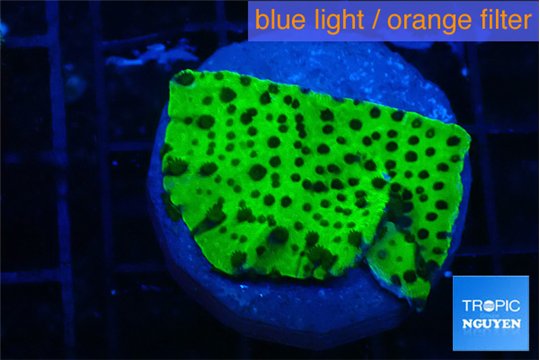 Montipora lucky charmz 3-4 cm WYSIWYG acclimaté